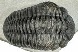 Pedinopariops Trilobite - Mrakib, Morocco #287699-2